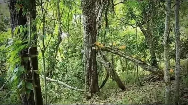 29岁不当记者，追随德国老公守护雨林，两女儿宛如天使，可不上学