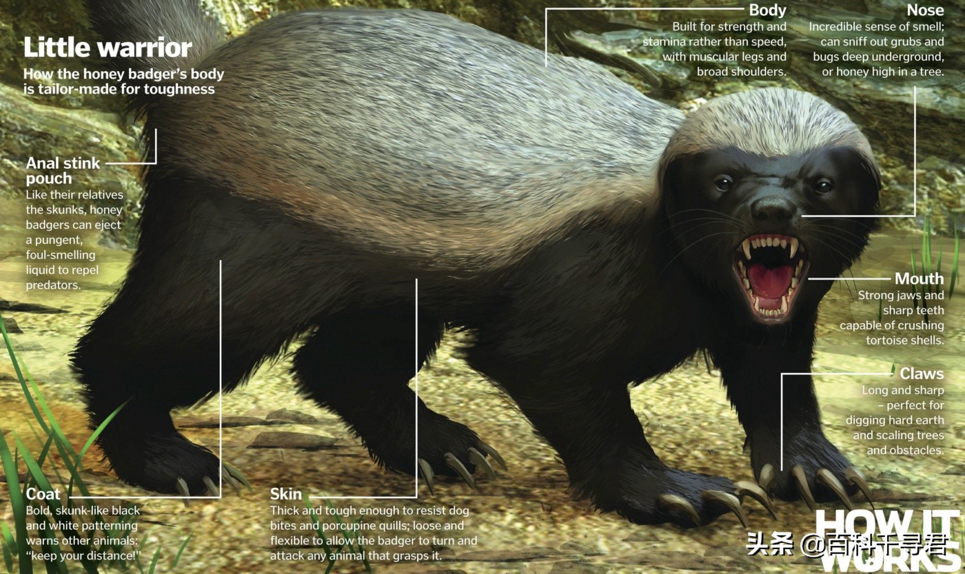 蜜獾不怕毒蛇吗,蜜獾无所畏惧