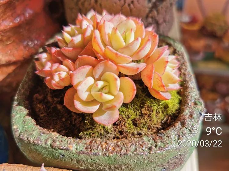 人生就像养多肉一样,人生如同养多肉时间不会怠慢