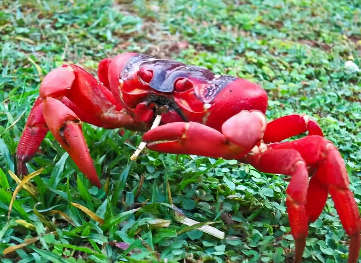 澳大利亚螃蟹成灾,澳大利亚的螃蟹成灾