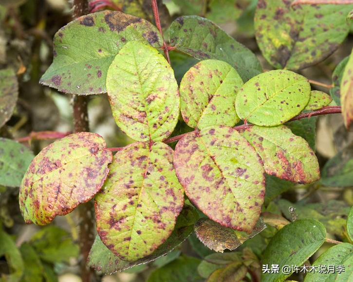 月季长得太高能用矮壮素吗,月季长得一边高一边矮怎么办