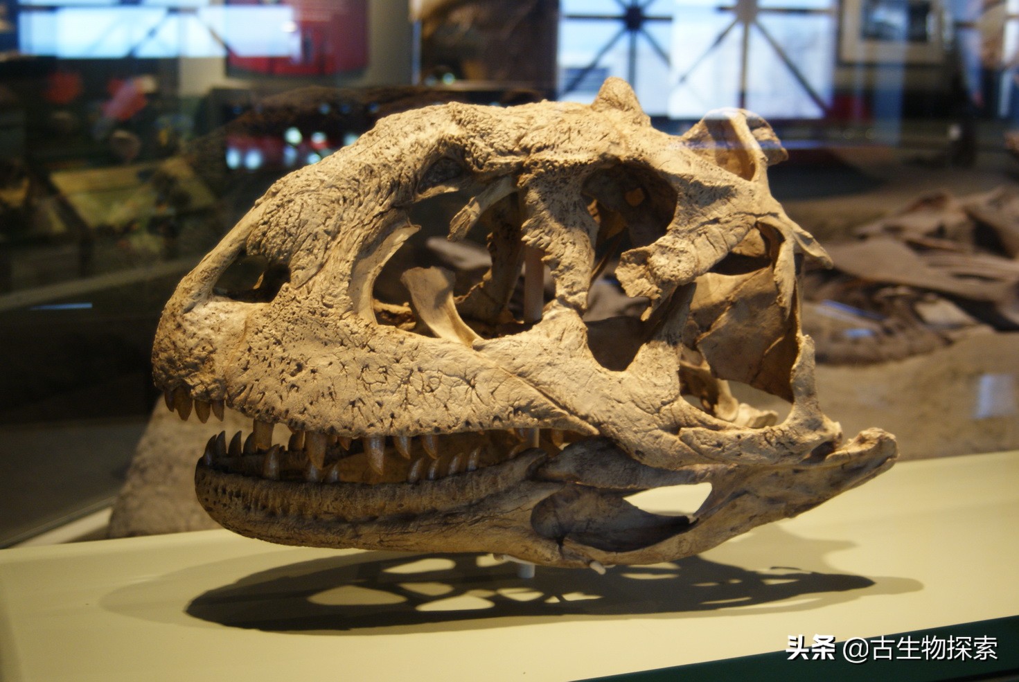 古生物学家的发现,发现新的巨型食肉恐龙物种