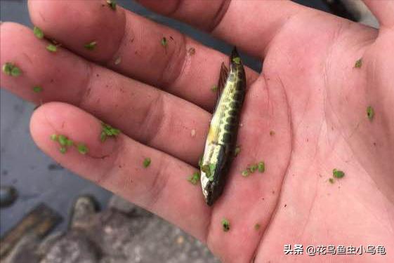 养黑鱼观赏鱼的技巧和方法,黑鱼观赏鱼怎么养