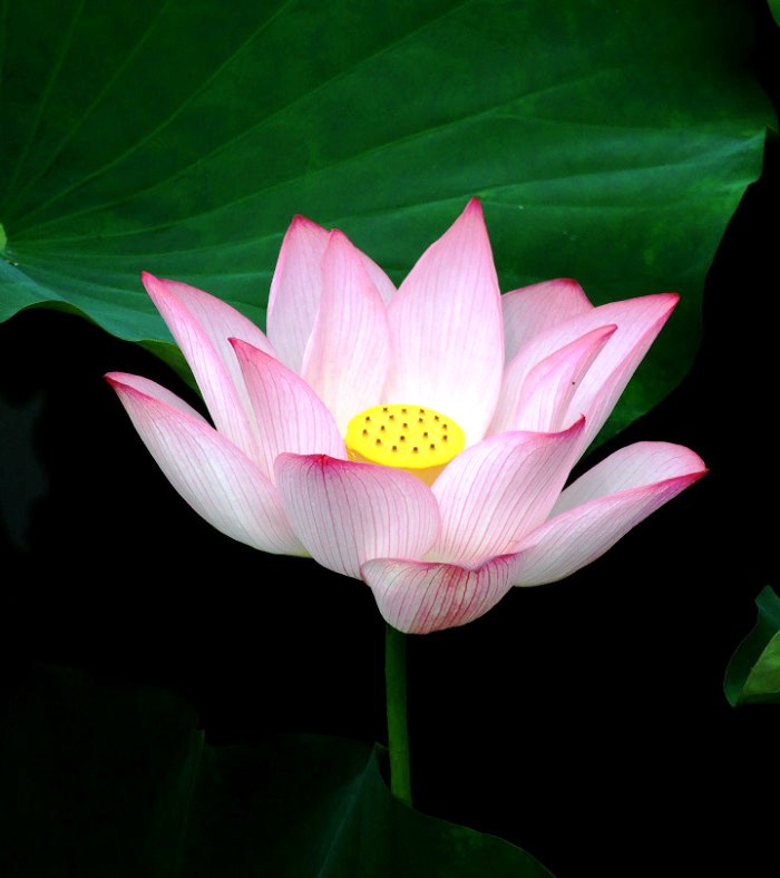 励志人生感悟正能量句子经典,正能量励志激情经典语录