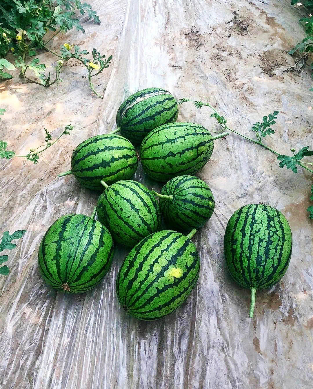 三度书咖开店手记:天天在网上吃瓜,你真的吃对了吗?