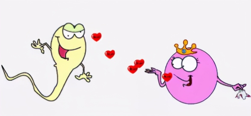 显微镜下x精子与y精子形态差别,精子碎片率跟精子形态成正比吗