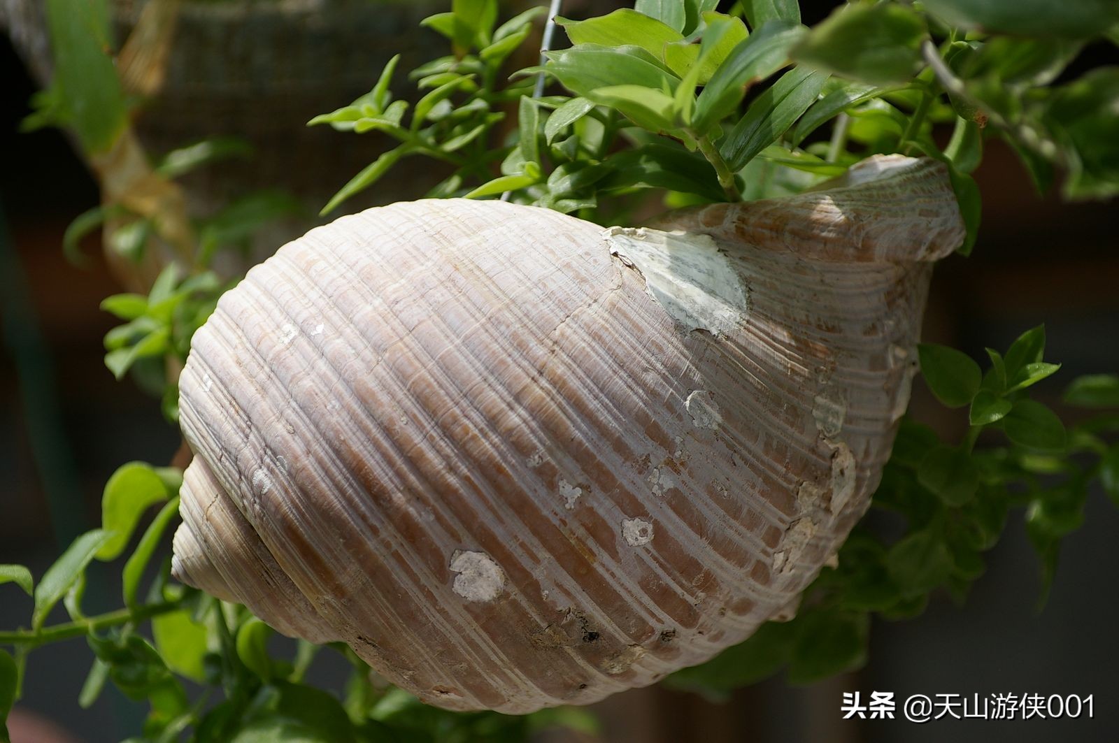 涓浗娓旀潙鐭虫郸鑰佽,瀹佹尝鐭虫郸涓浗娓旀潙