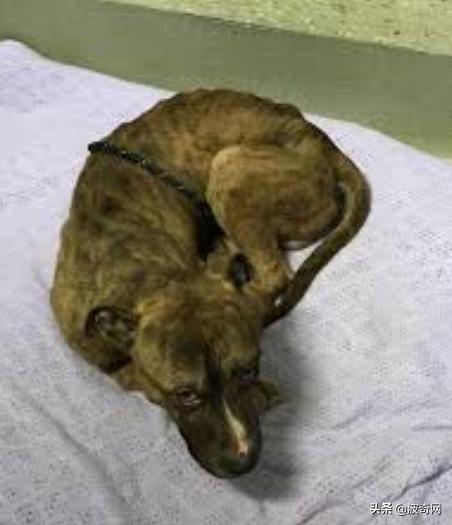 繁殖犬被割去声带,繁殖犬子宫脱落被丢弃