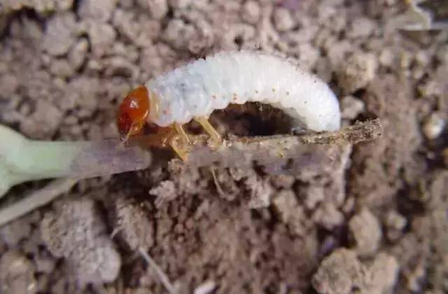 杀虫剂如何防治病虫害,金叶榆树虫害用什么杀虫剂防治好