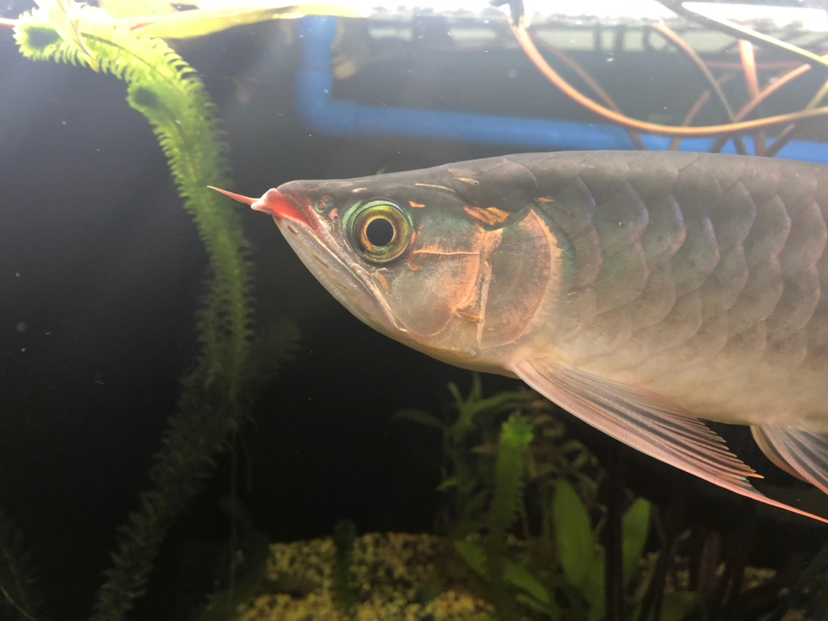 龙鱼须断了要剪掉吗,龙鱼断须不修剪可以恢复吗