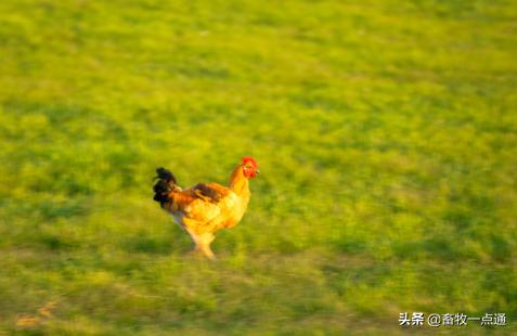 组织滴虫病,黑头病的预防跟治疗