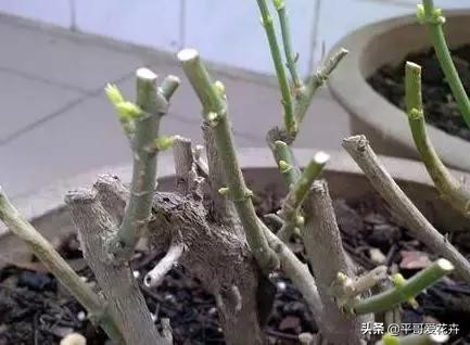 想要植物长得快怎么做,想要株型完整的树如何修剪