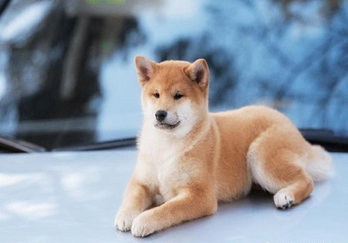 养狗经验狗狗呕吐拉稀,养狗经验分享狗狗内分泌失调