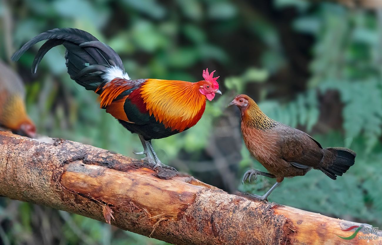 芦丁鸡青年鸡怎么养殖好,一只芦丁鸡成年的养殖成本