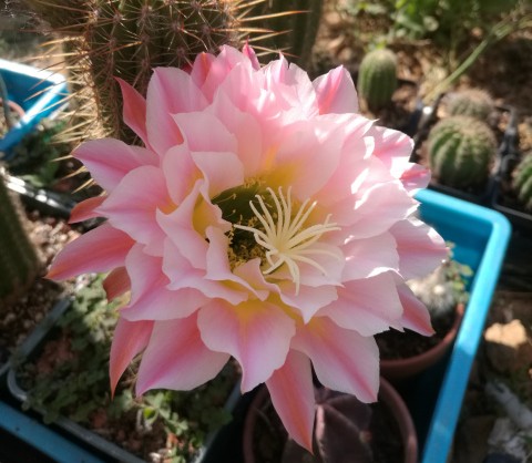 101仙人球,101个仙人球品种