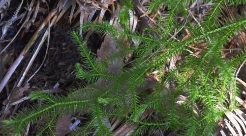 农村家里常见的蜈蚣,农村野生蜈蚣咋养
