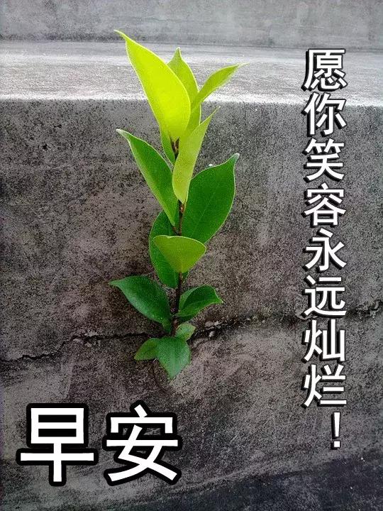 早晨问安:生命中,有风,有雨,但别忘也会有阳光,早晨好!