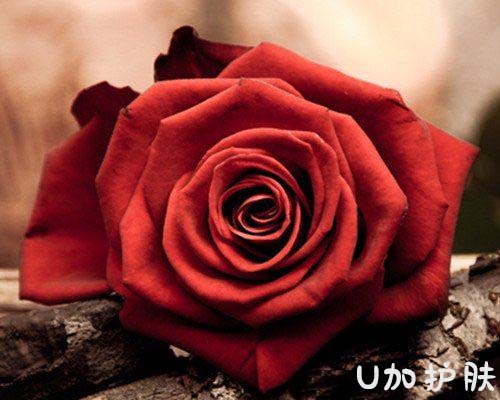 玫瑰美白紧致精油,玫瑰精油美白法