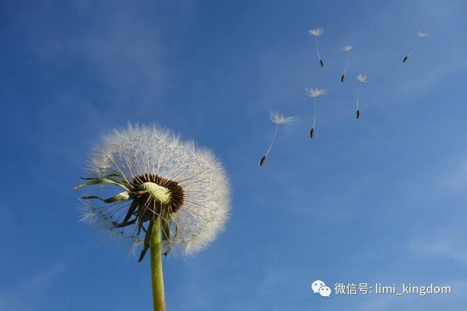 厘米的毒|人生是一袭华丽的长袍，里面爬满了虱子