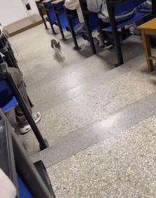 一到毕业季,我们大学的校猫就疯了哈哈哈