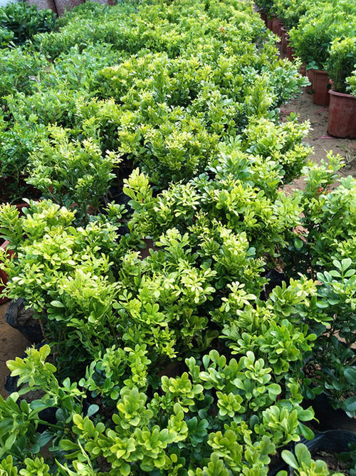 米兰花好养活吗怎么养护,米兰花容易养活吗怎么养