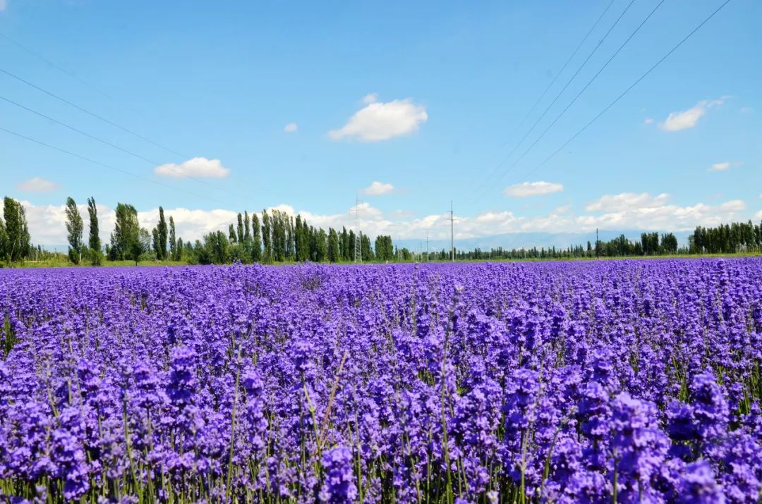 六月的北疆哪些地方值得去,六月的北疆解说