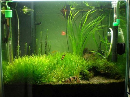 养花消除水藻的方法,水培花有绿藻吗怎么养护