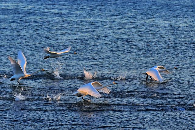 从宿州出发与天鹅相约