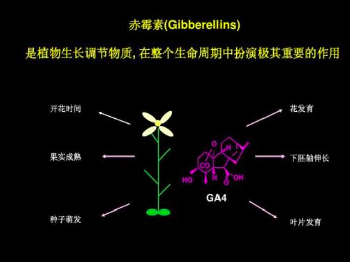 草莓真的打膨胀素了吗,草莓膨大打多了有坏处吗