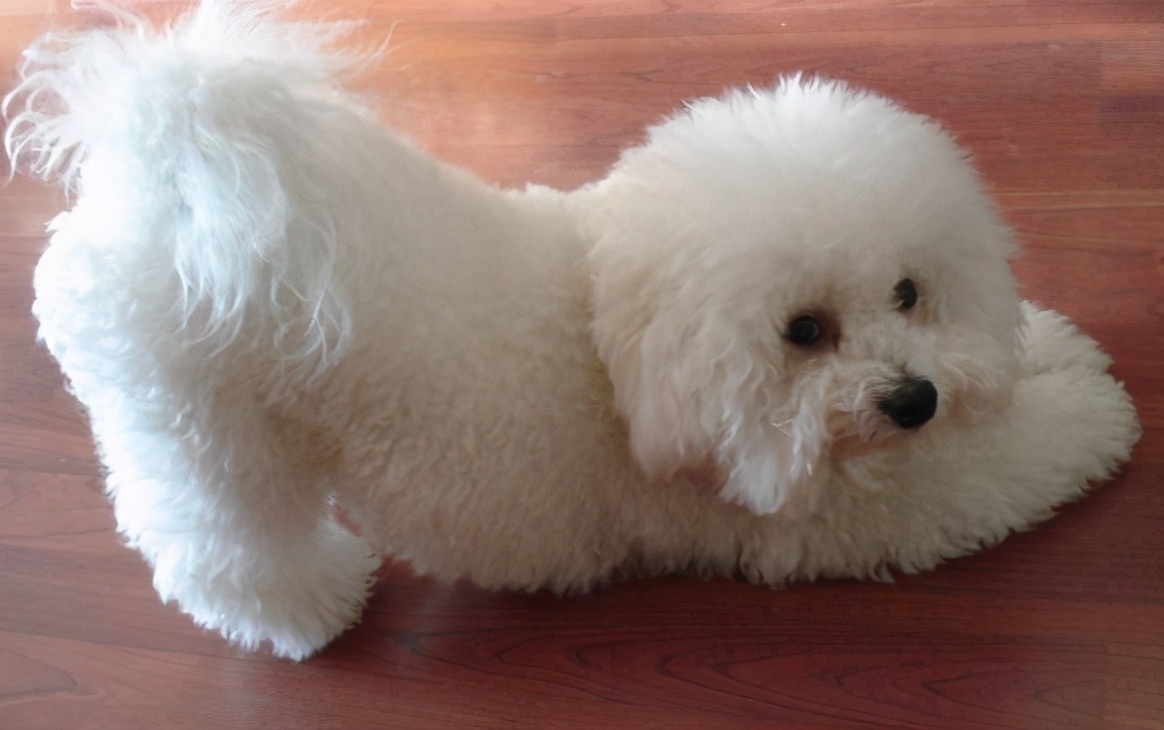 比熊有心脏病怎么护理,比熊五天洗一次可以吗