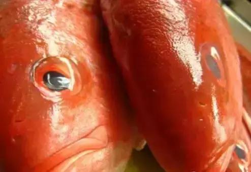 化学中的神奇物质,最神奇的化学物质