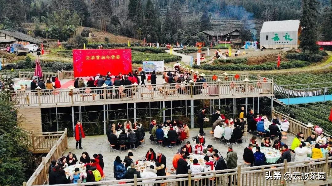 云放茶园深度解析,云放茶园最新视频