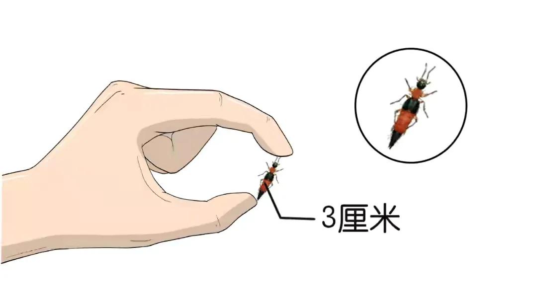 无毒隐翅虫有危害吗,毒虫隐翅虫毁容