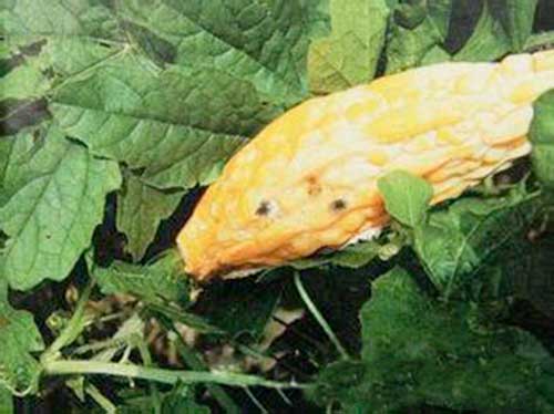 苦瓜黑杆病,苦瓜疫病的发病原因