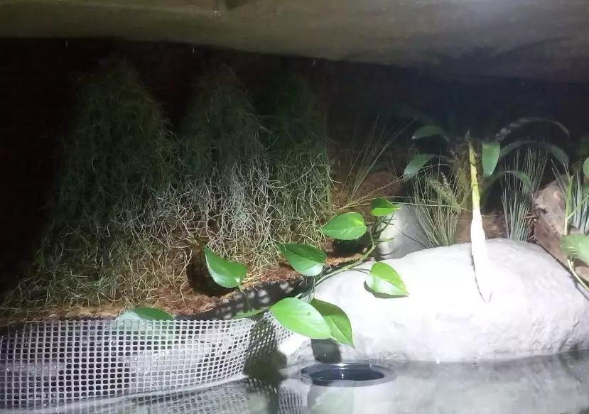 自己做大型水陆缸,在家自己打造一个沙漠缸