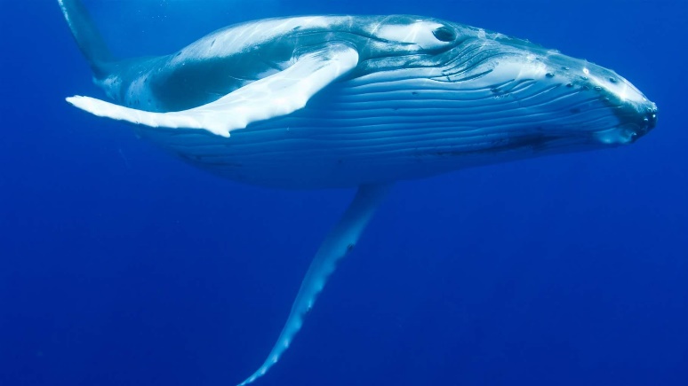 人能活多久由什么决定,人能活多久时间表