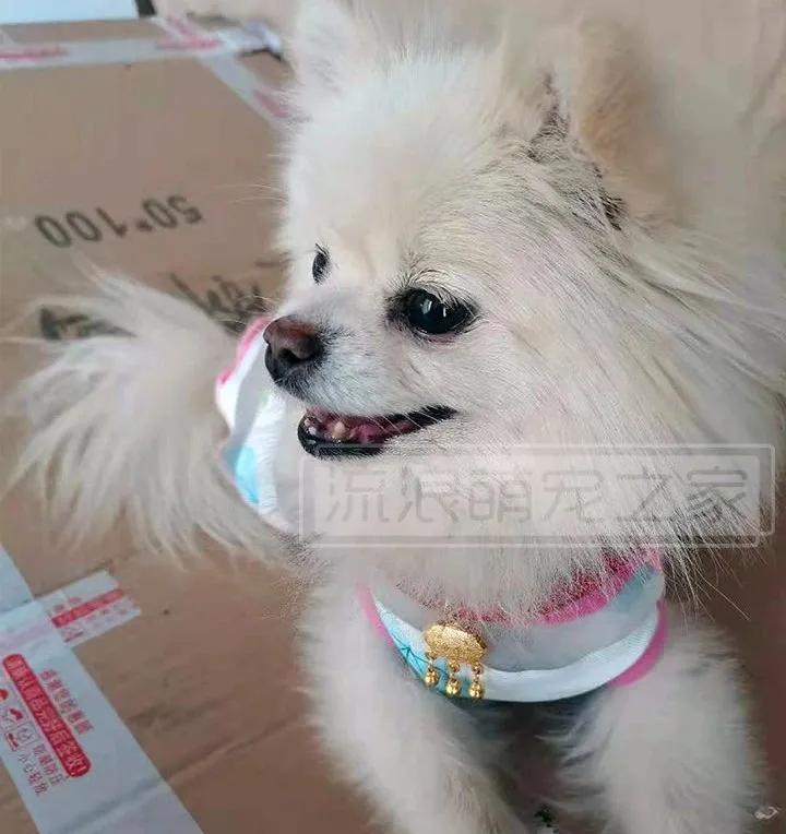 繁殖犬悲惨的下场,一只繁殖犬的悲惨生活