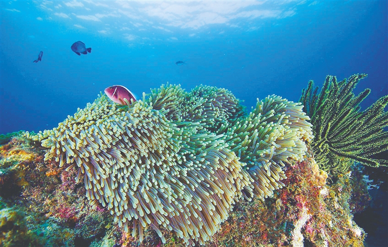 海南岛最神秘海滩,海南珍珠海岸