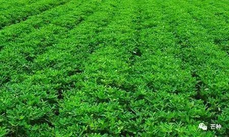 花生高产栽培技术视频,种花生到收花生的所有过程