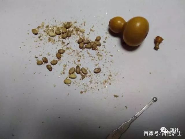 盆栽手捻小葫芦的种植方法,阳台盆栽小葫芦种植方法