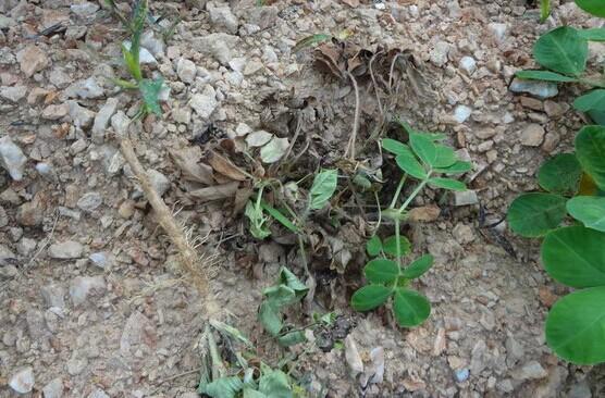 花生死苗怎么回事,花生死苗烂棵