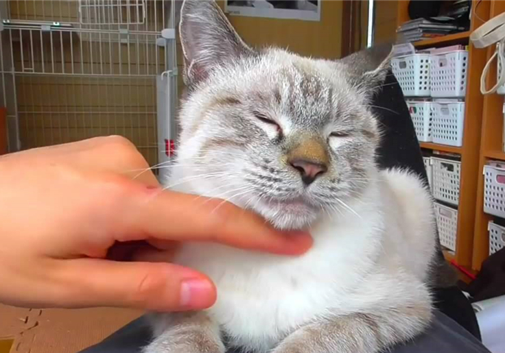 爷爷养的狸花猫粘我,爷爷养的狸花猫抓老鼠