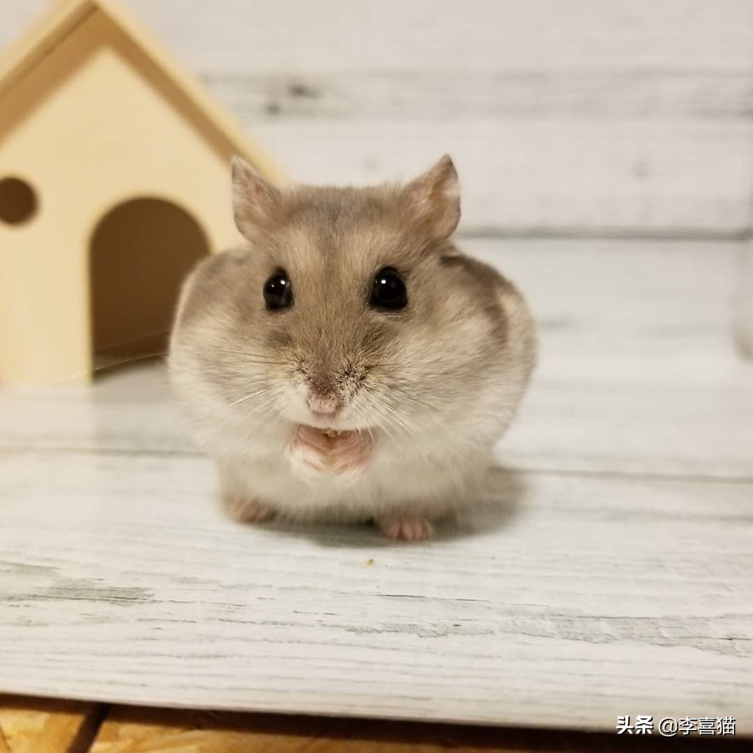 怎样养仓鼠才会让它亲近主人呢,仓鼠该怎么养才能让它听话