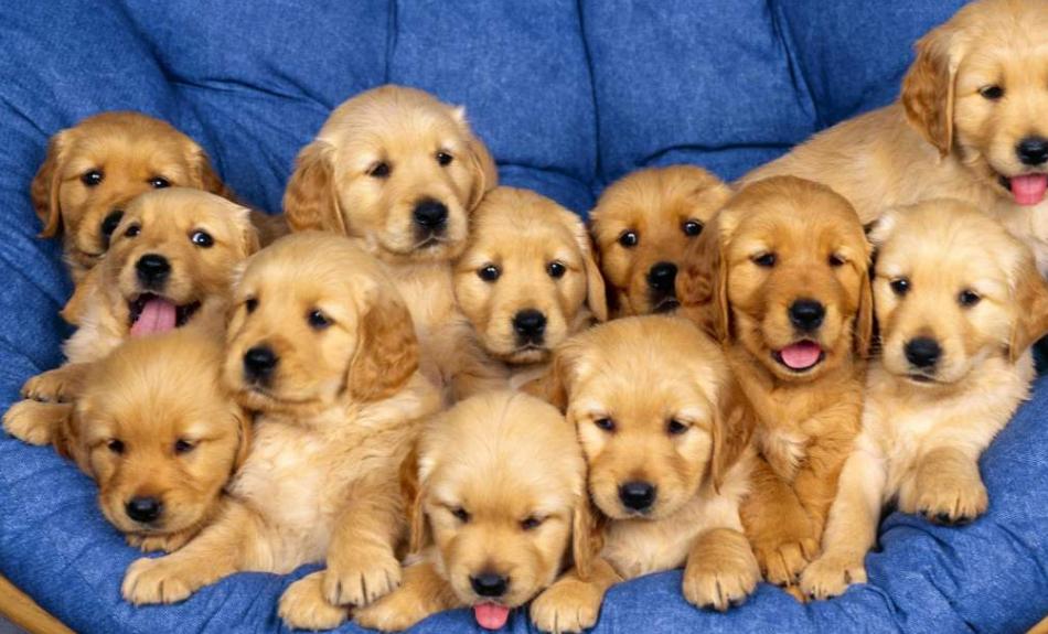 幼犬到家胆小怕人？如何让它安心、适应环境