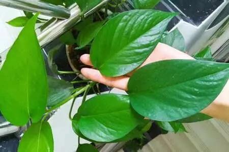 绿萝冬天蔫了软趴趴的怎么回事,绿萝冬天放在泡沫箱里能过冬吗