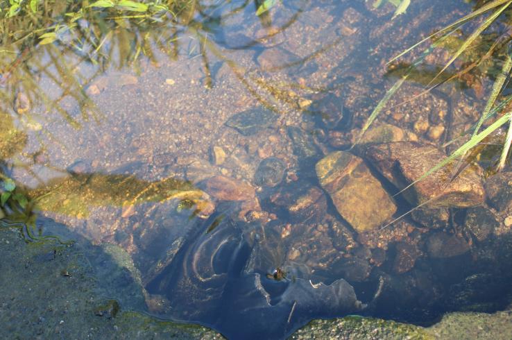 张廖官陂厚嗣坑的解字注释字面解读