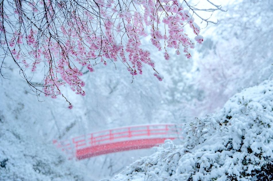 三月春雪如约而至,日本东京的樱花几月份最好看