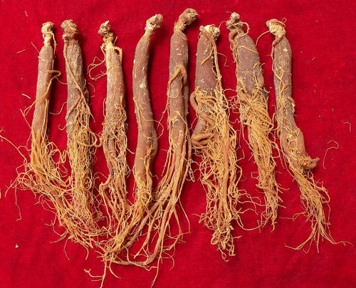 古中医讲人参,古今中药研究人参