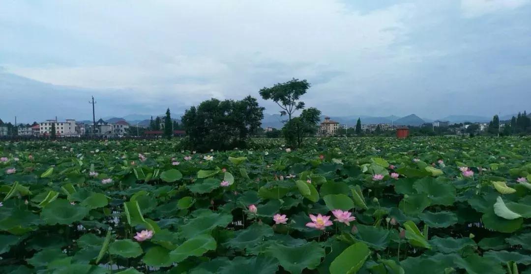 江西省有个莲花县,江西莲花县莲花镇