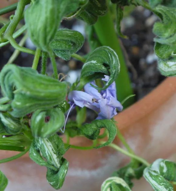 牵牛花到处游,牵牛花随便种
